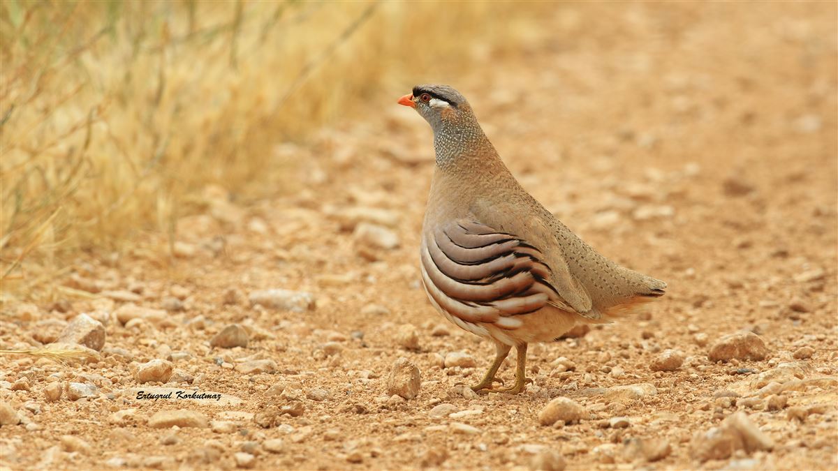 See-see Partridge