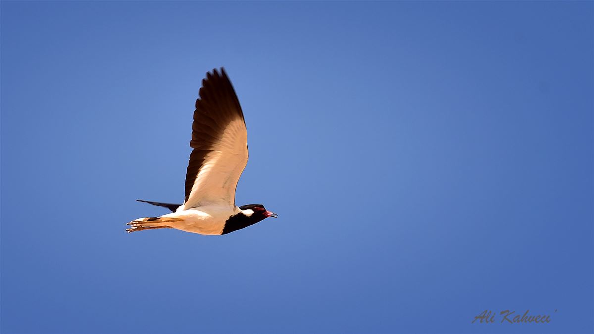 Red-wattled Lapwing