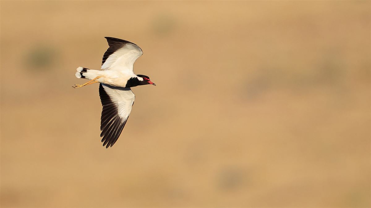 Red-wattled Lapwing