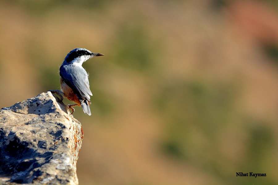 Eastern Rock Nuthatch