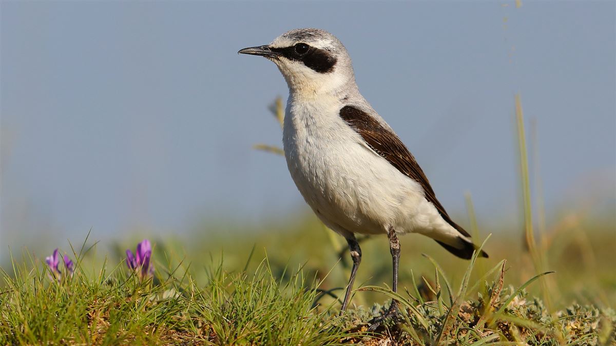 Kuyrukkakan