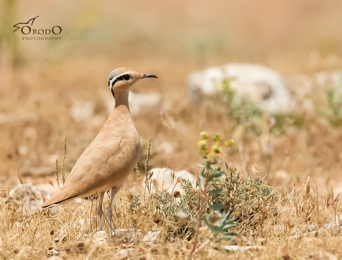 Cream-colored Courser