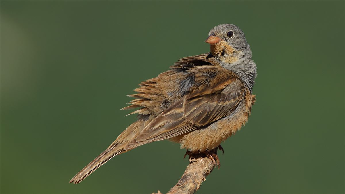 Cretzschmar`s Bunting