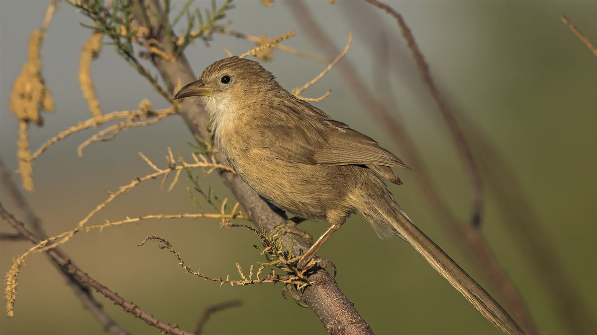 Iraq Babbler
