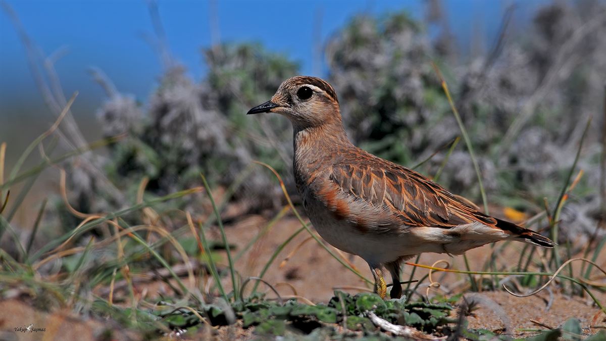 Eurasian Dotterel