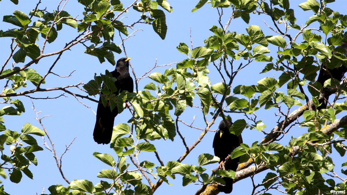 Alpine Chough
