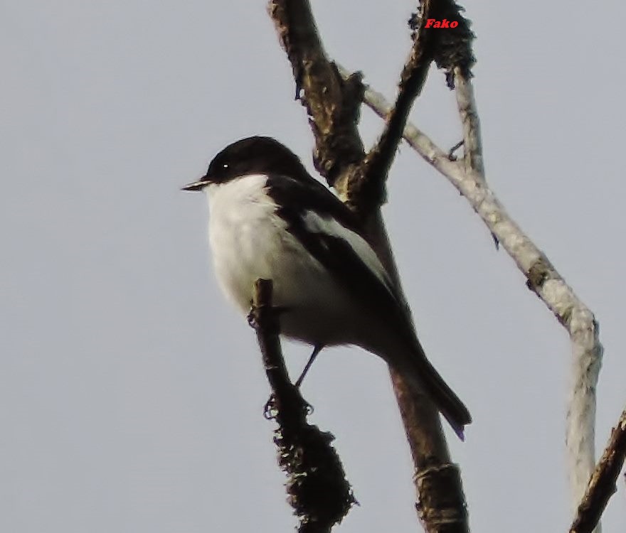 European Pied Flycatcher