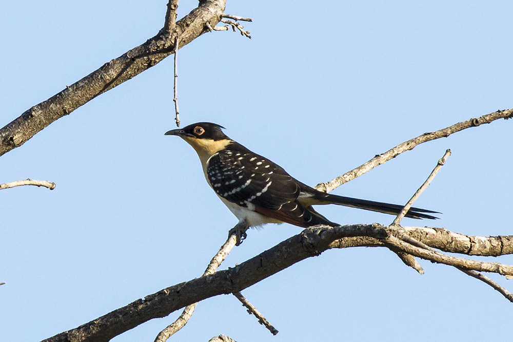 Great Spotted Cuckoo