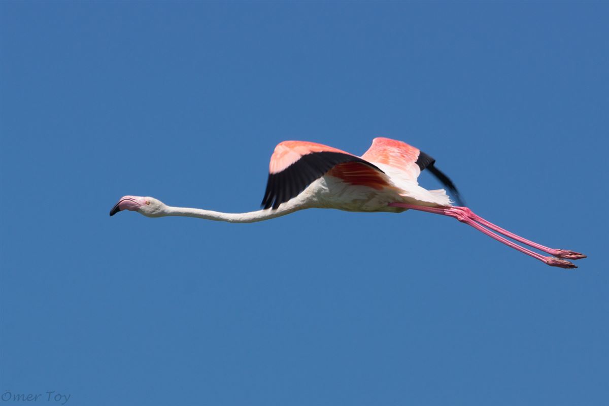 Flamingo