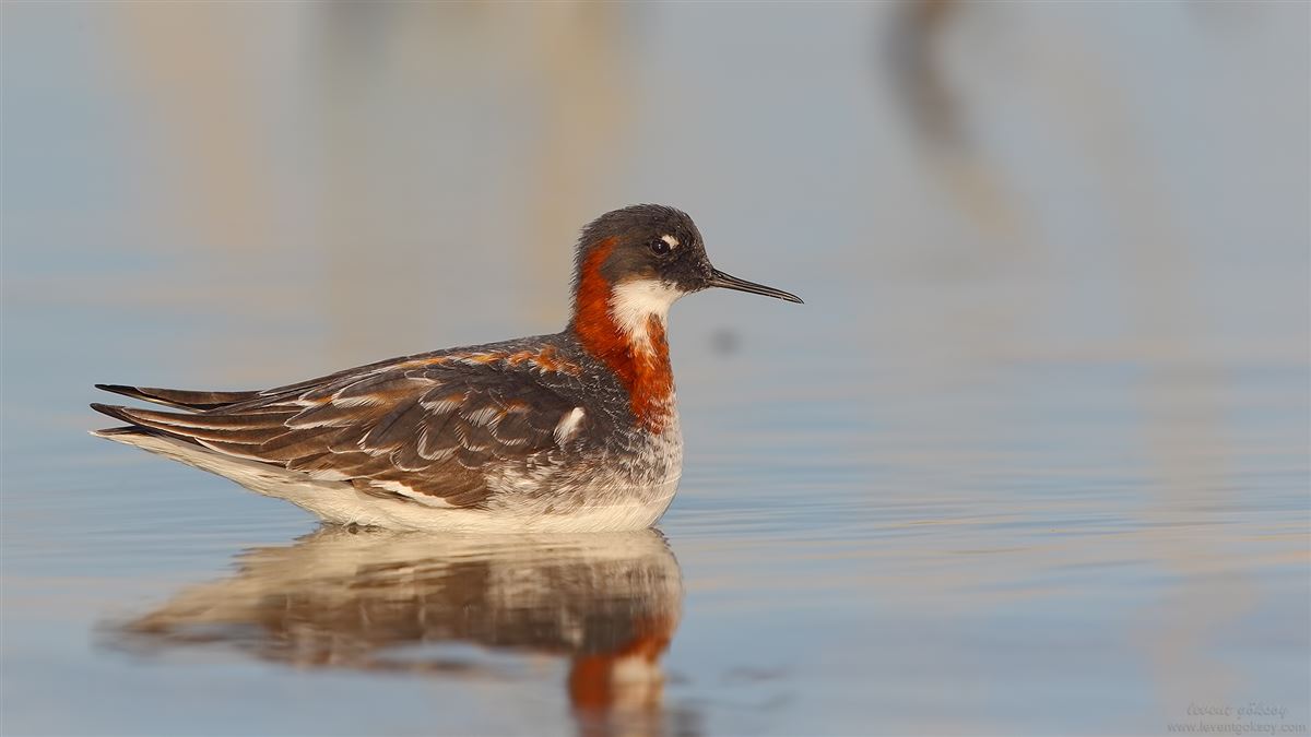 Red-necked Phalarope