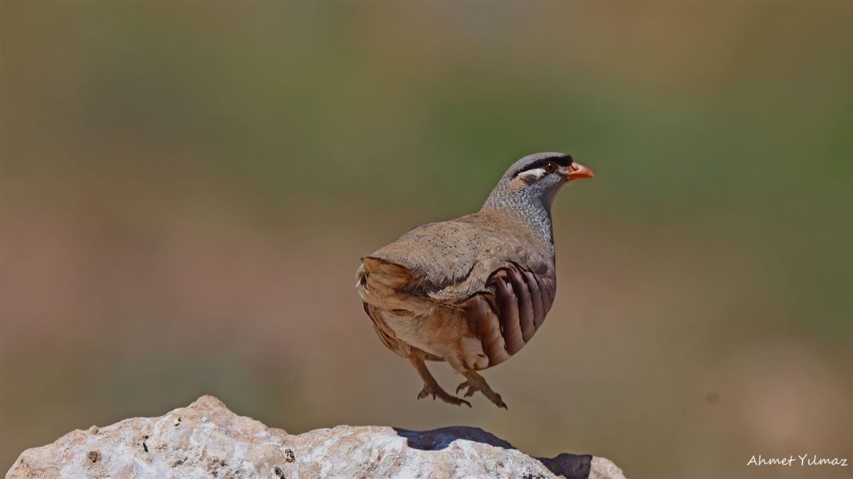 See-see Partridge