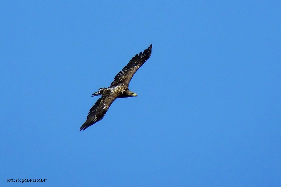 Akkuyruklu Kartal