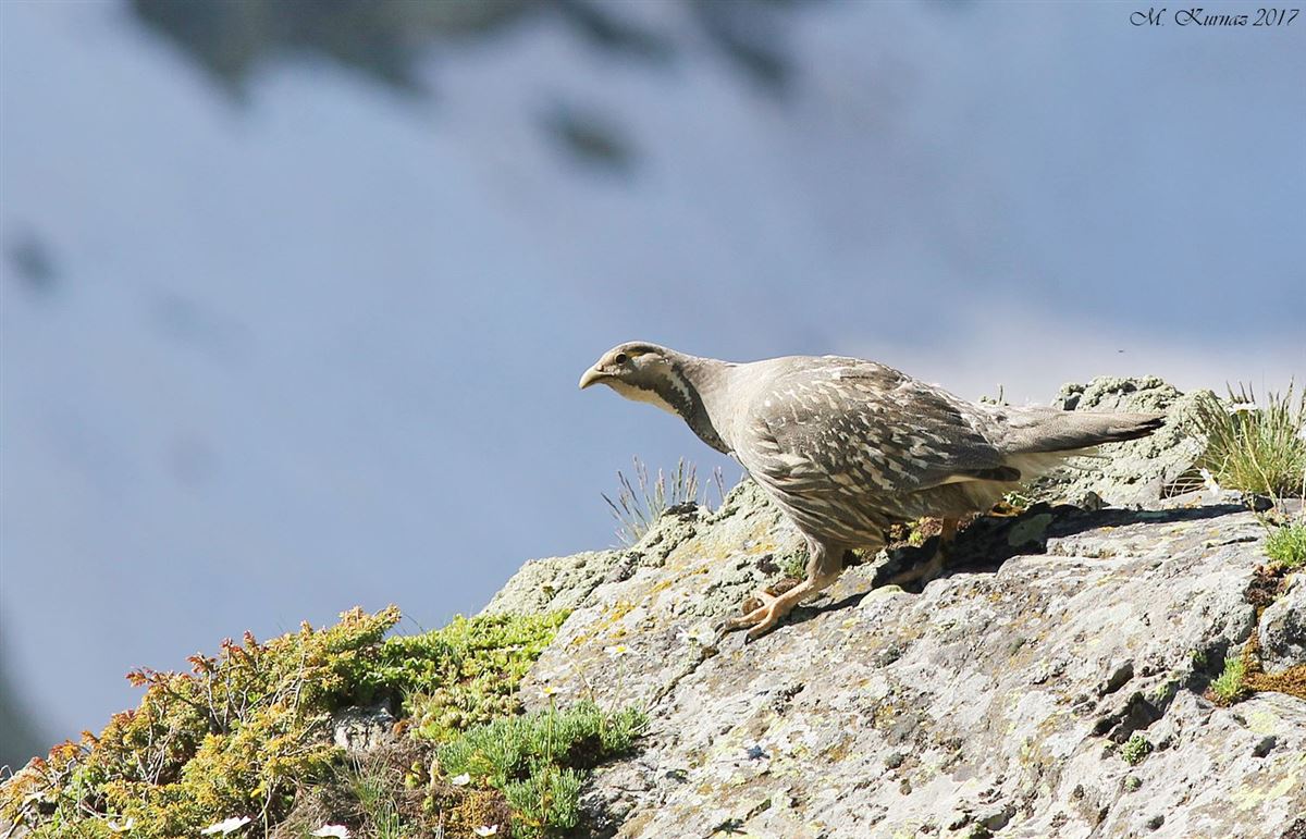 Caspian Snowcock