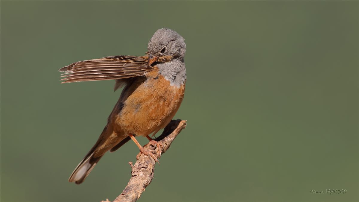 Cretzschmar`s Bunting