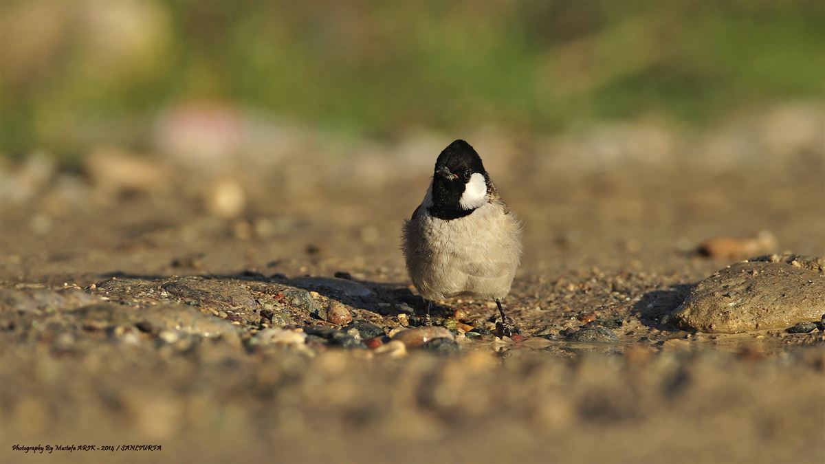 White-eared Bulbul