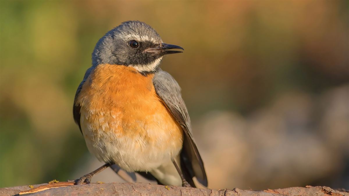 White-throated Robin
