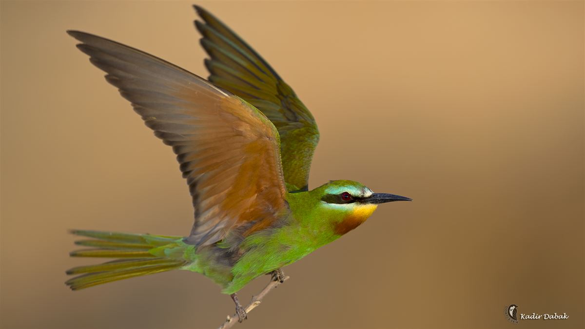 Blue-cheeked Bee-eater