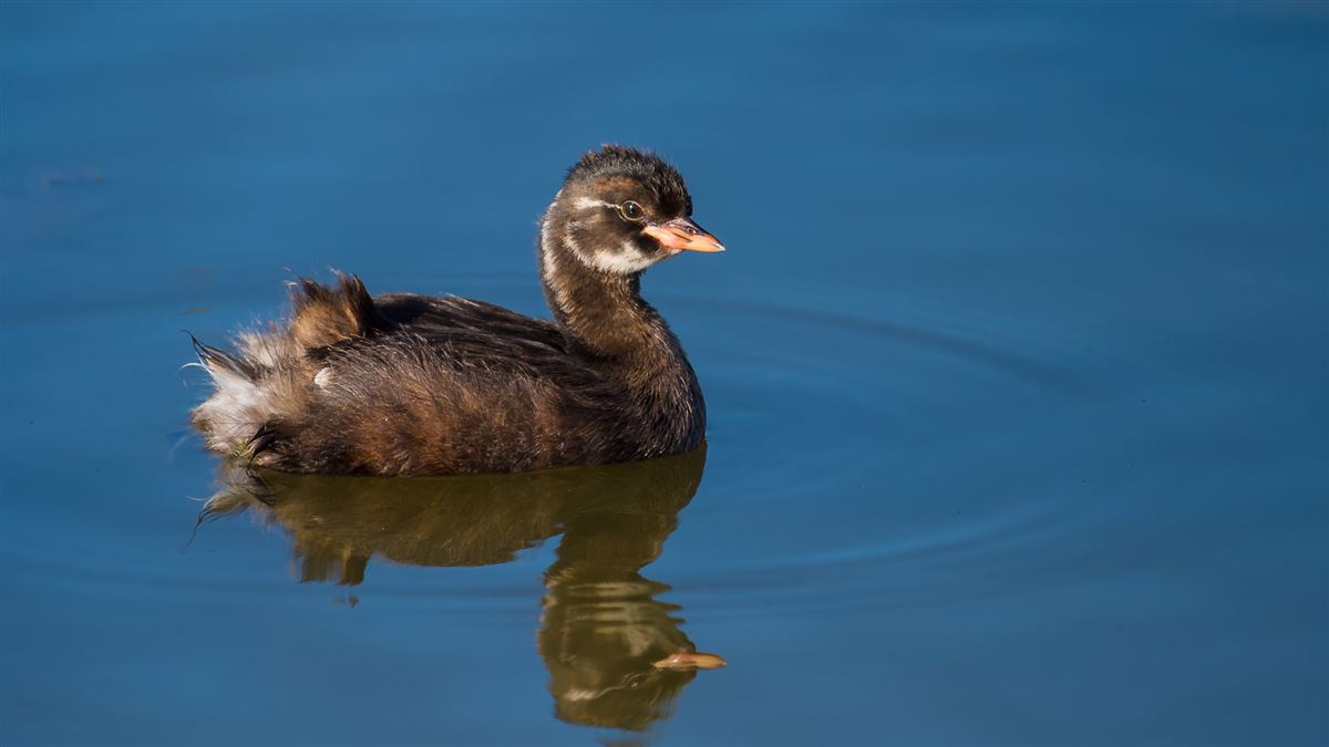 Little Grebe