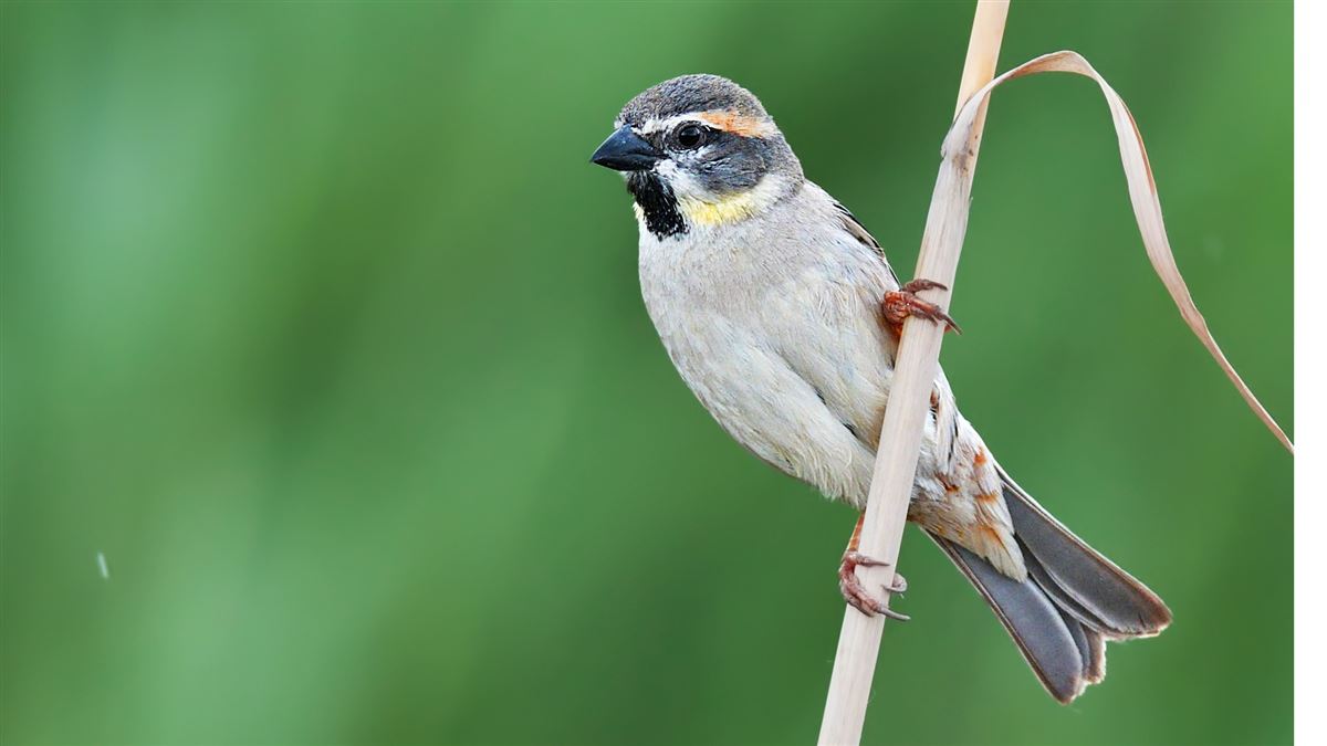 Dead Sea Sparrow