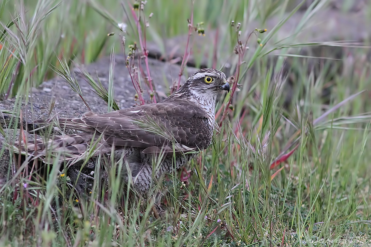 Eurasian Sparrowhawk