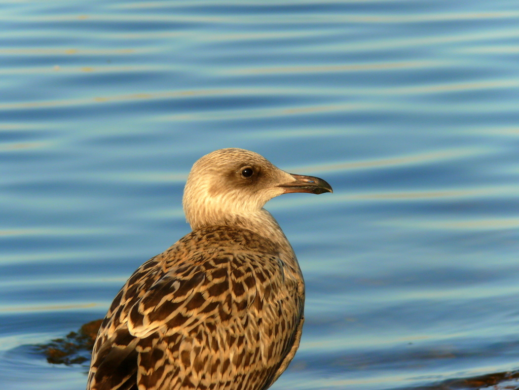 Yellow-legged Gull