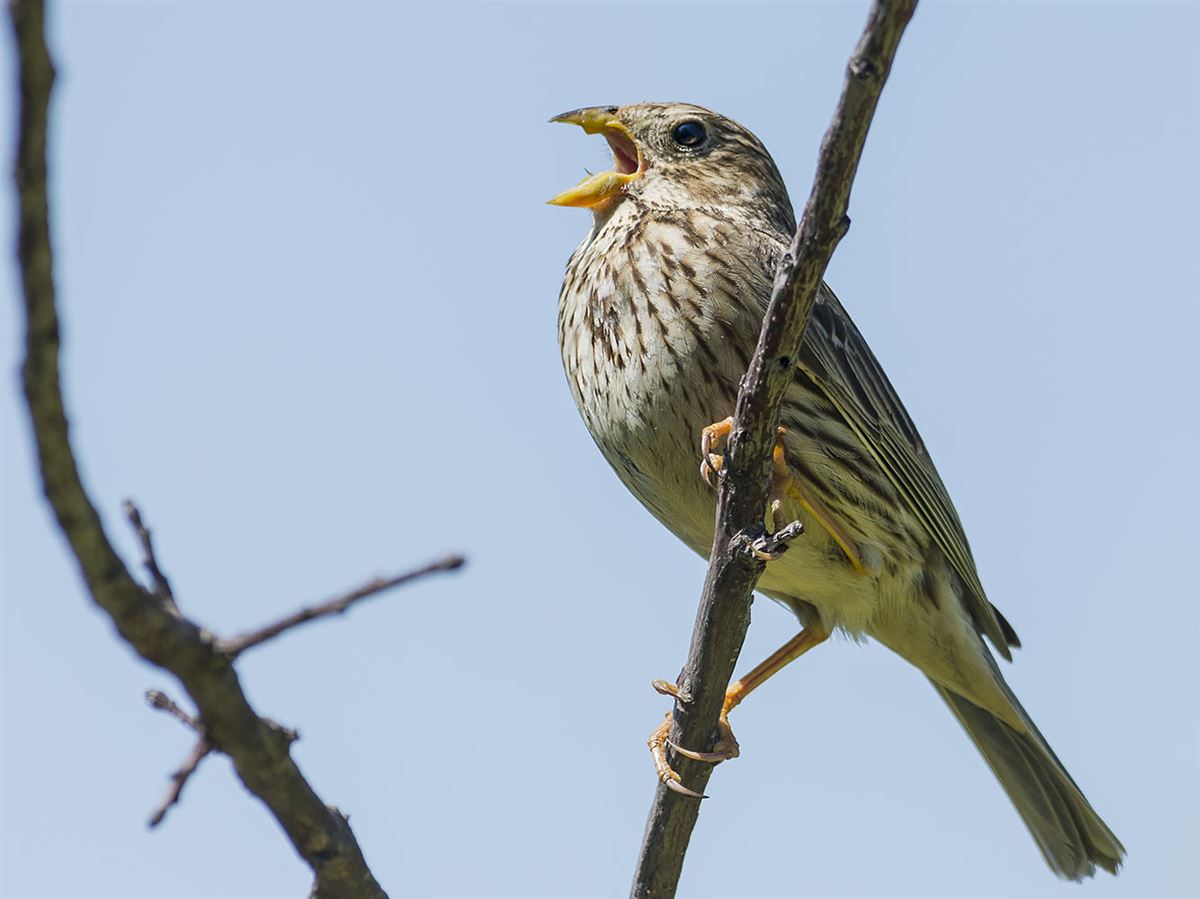 Corn Bunting