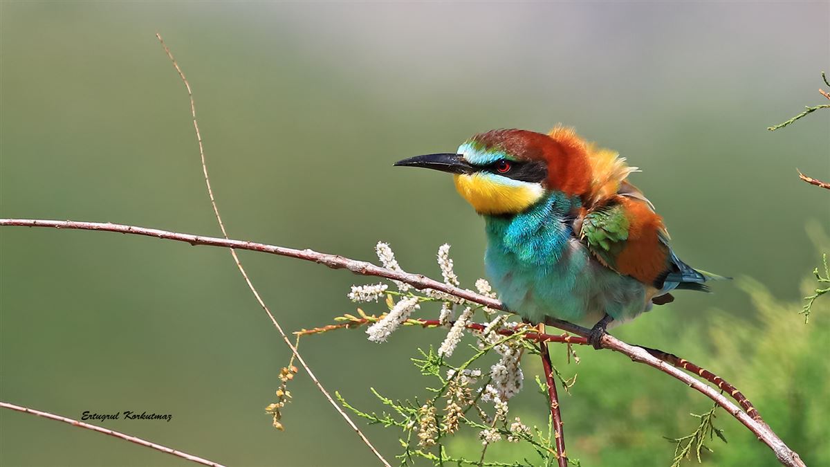 European Bee-eater