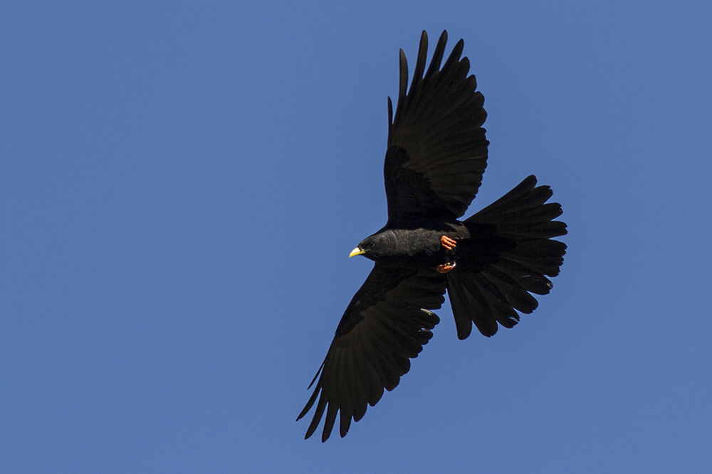 Alpine Chough