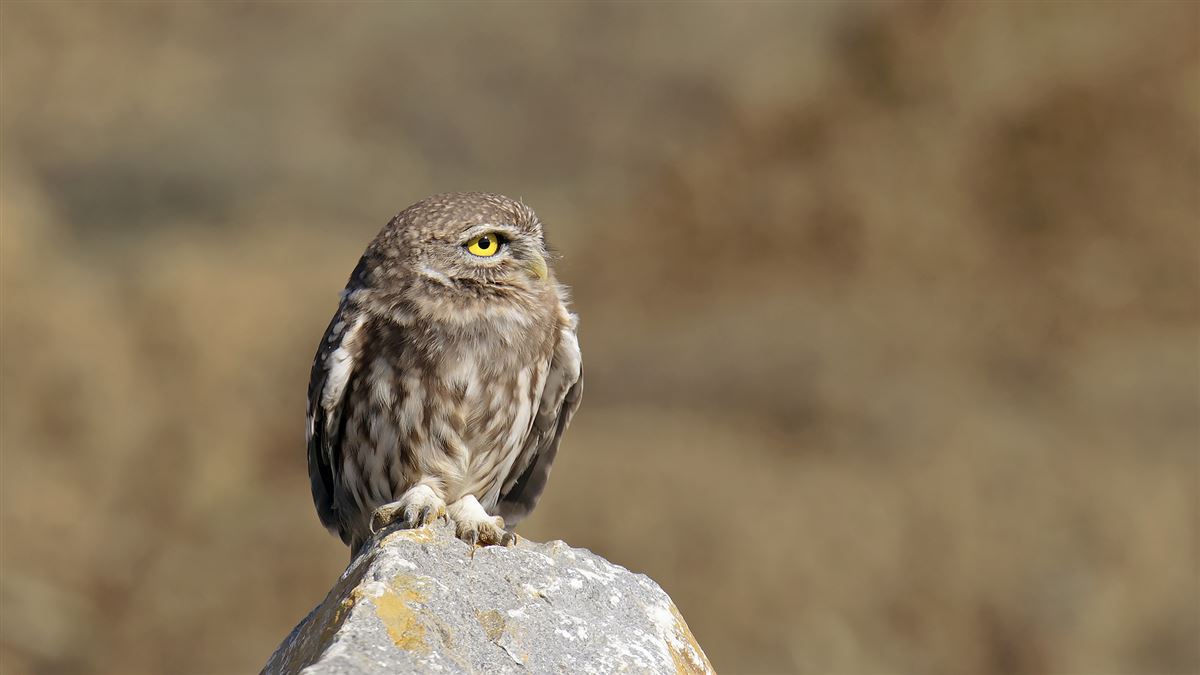 Little Owl
