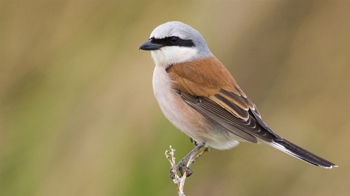 Red-backed Shrike