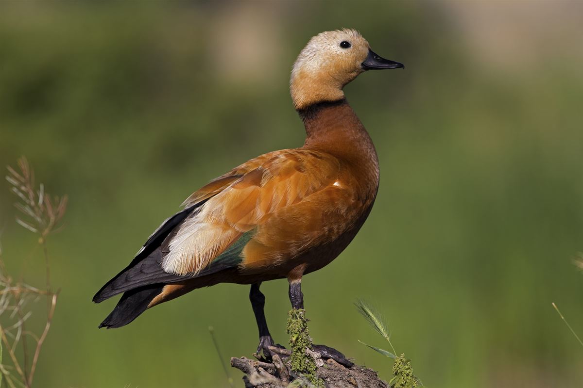 Ruddy Shelduck
