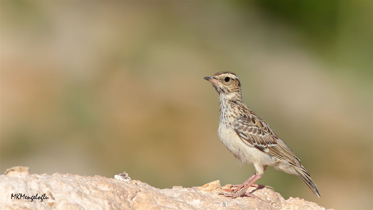 Woodlark