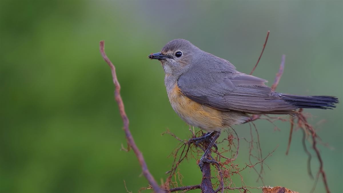 White-throated Robin