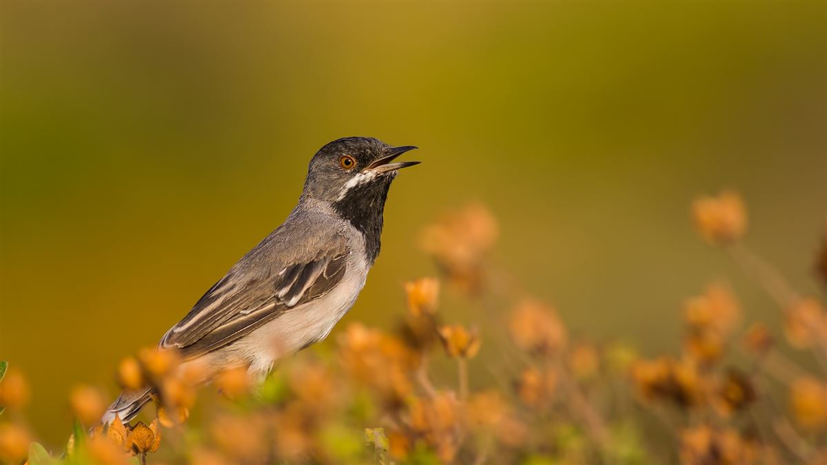 Rüppell`s Warbler