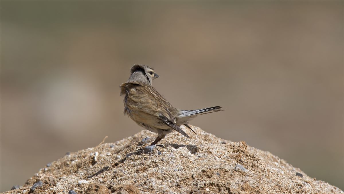 Common Linnet
