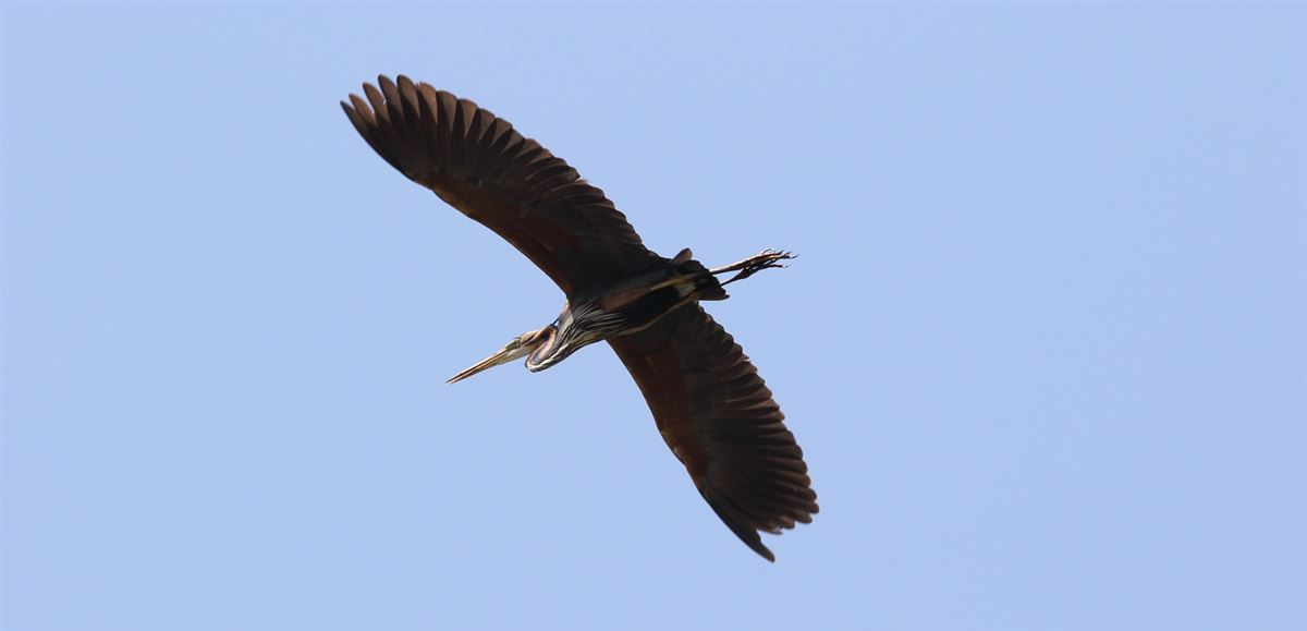 Purple Heron