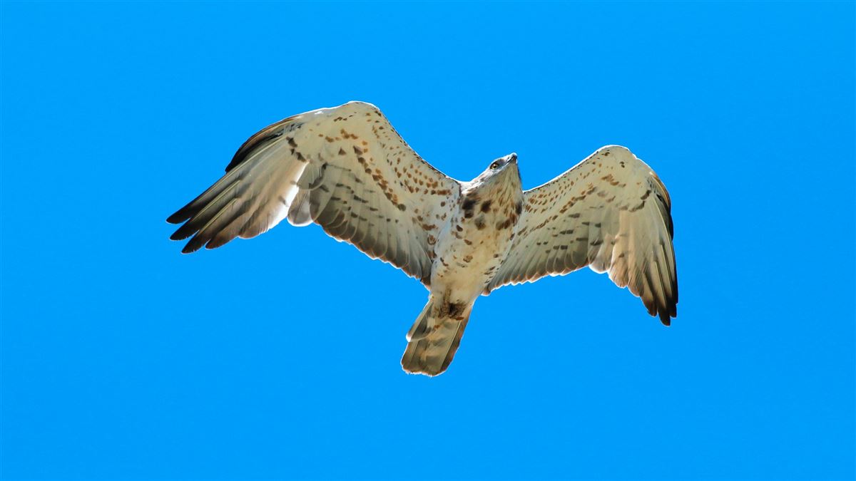 Short-toed Snake Eagle