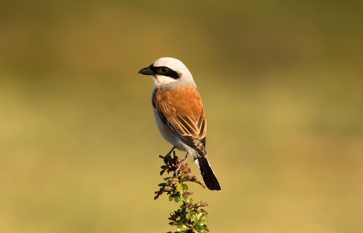 Red-backed Shrike