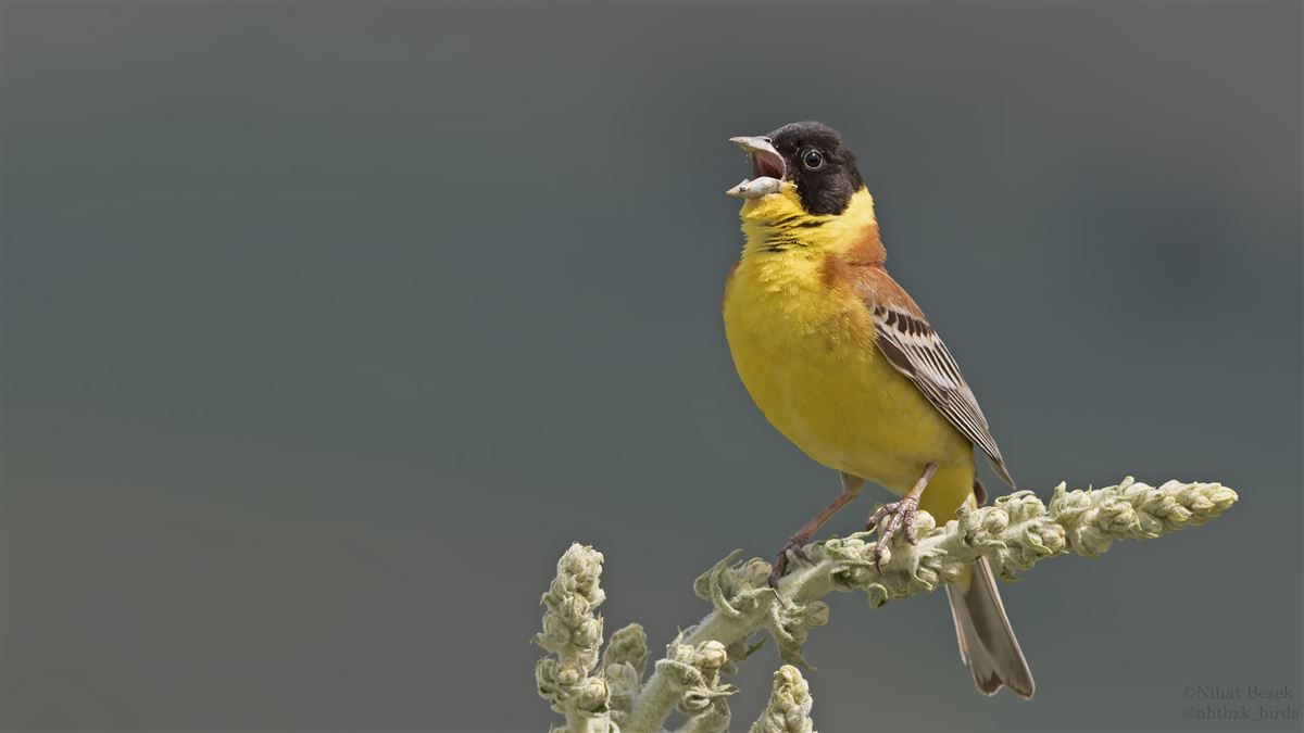 Black-headed Bunting