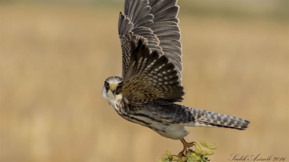 Red-footed Falcon