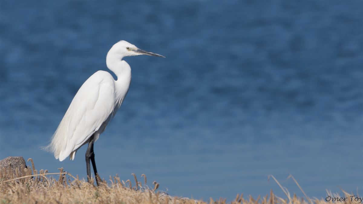 Little Egret