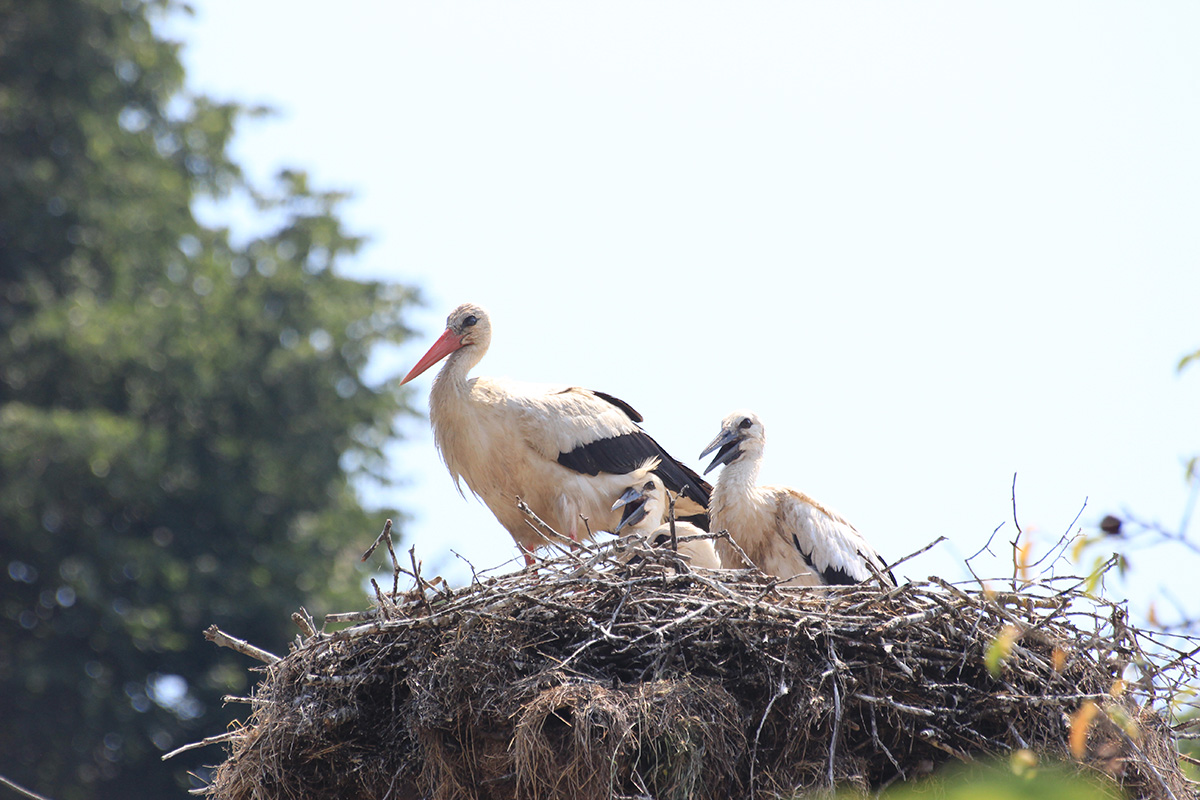 White Stork