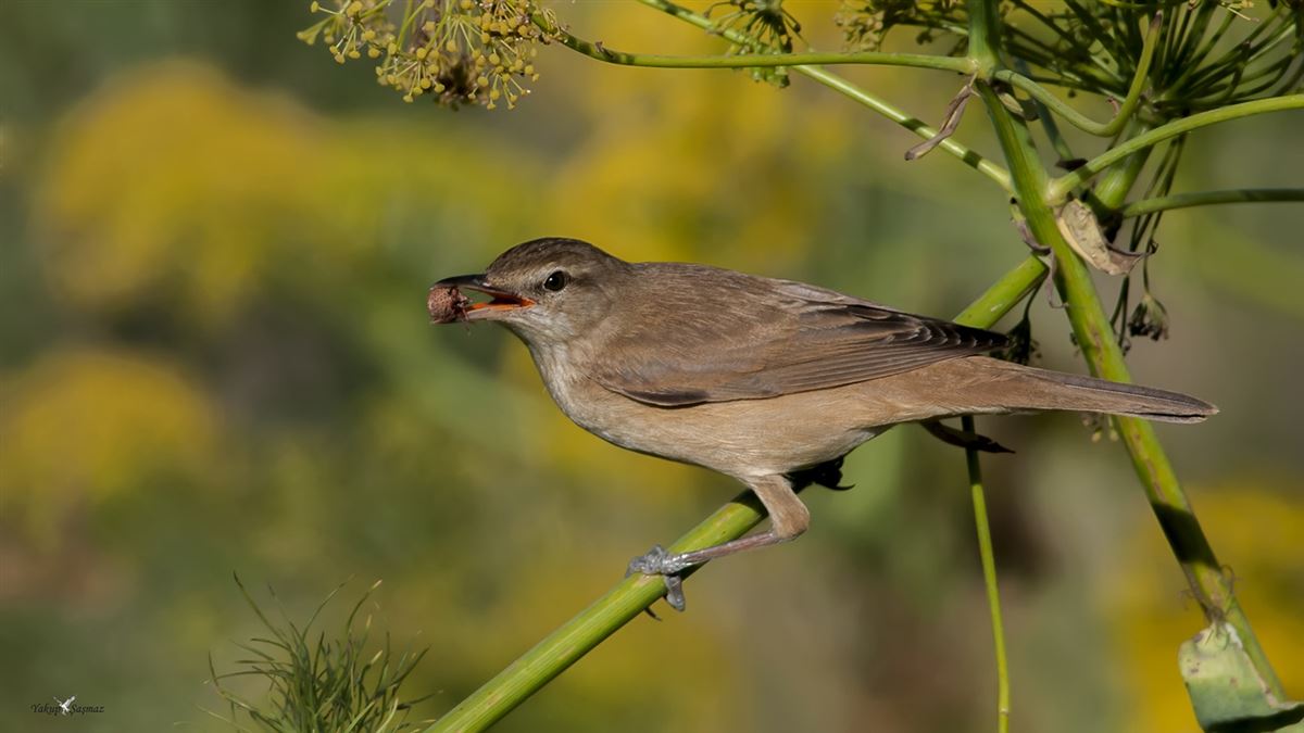 Great Reed Warbler