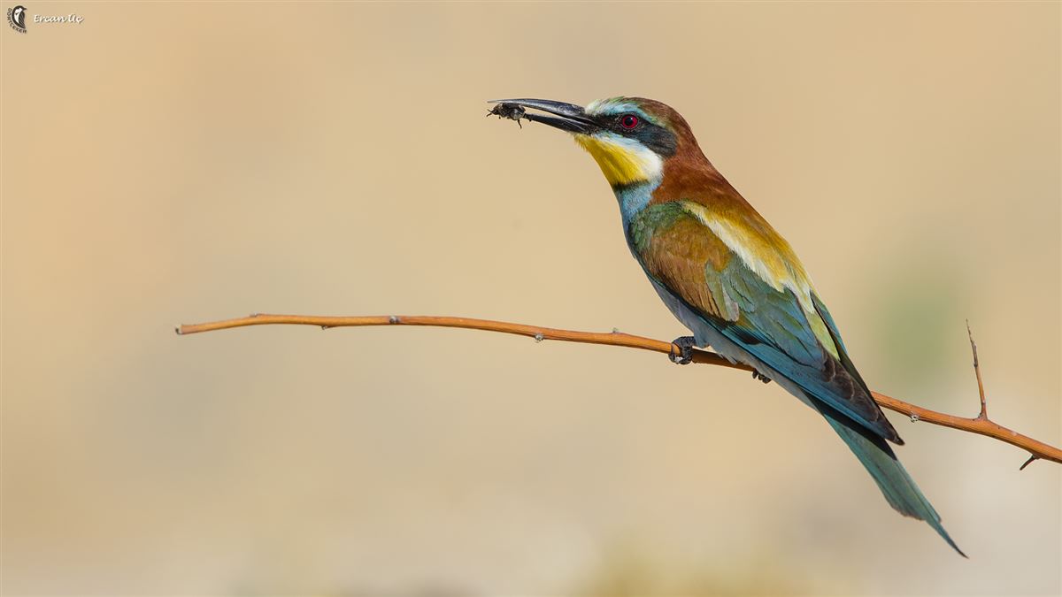 European Bee-eater