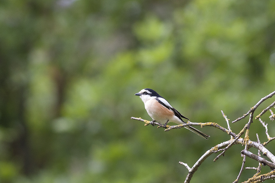 Masked Shrike