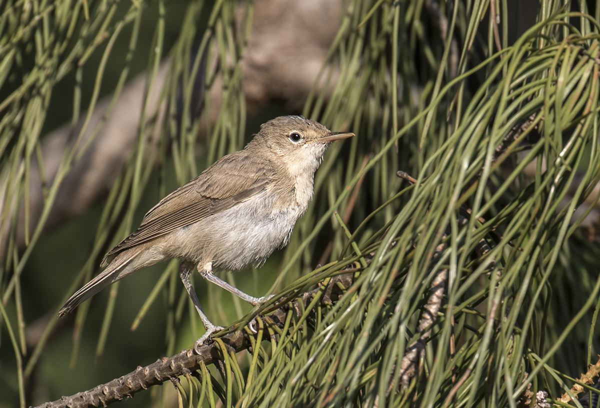 Eastern Olivaceous Warbler