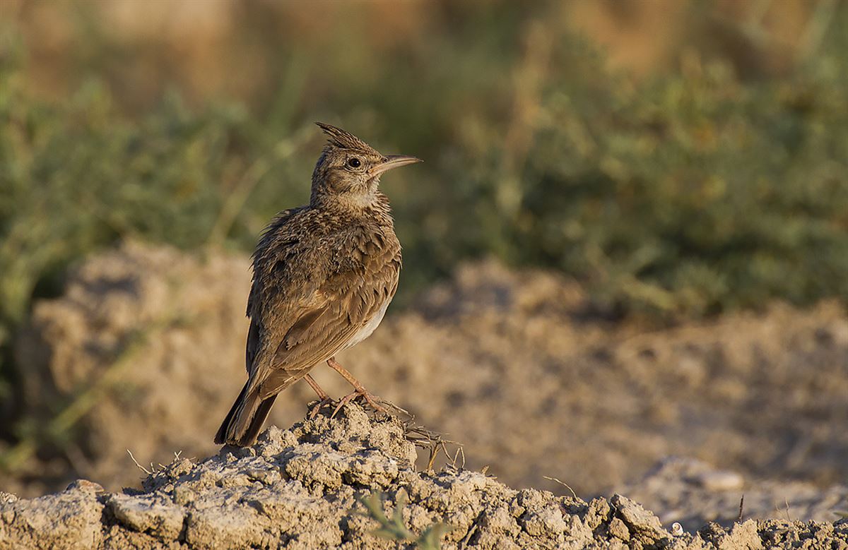 Crested Lark