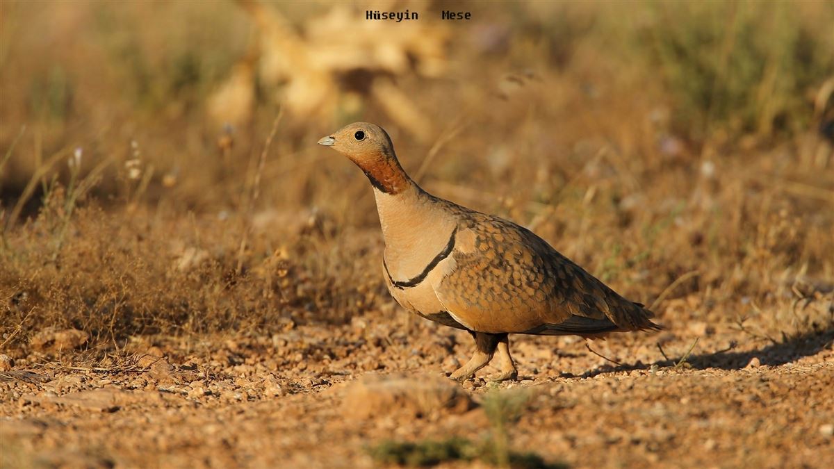 Black-bellied Sandgrouse