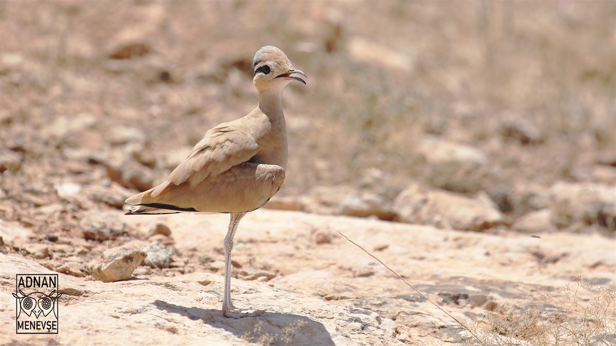 Cream-colored Courser