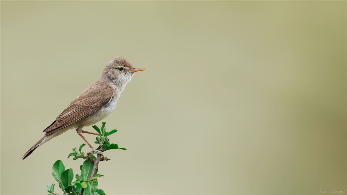 Upcher`s Warbler